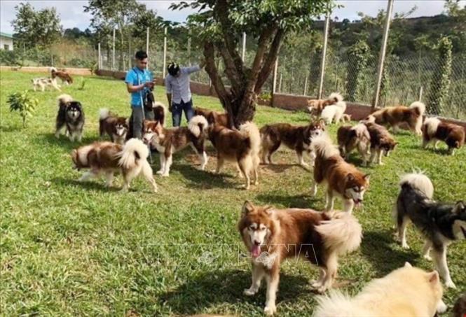 Ám ảnh bên trong những trang trại nuôi chó thịt của Hàn Quốc