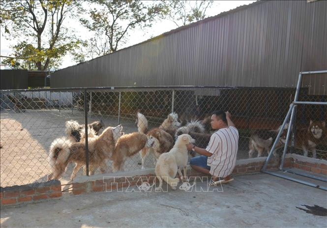 Mô hình nuôi chó Malinois Trại Chó Nghiệp Vụ Malinois Trại chó becgie Bỉ  Malinois chuẩn