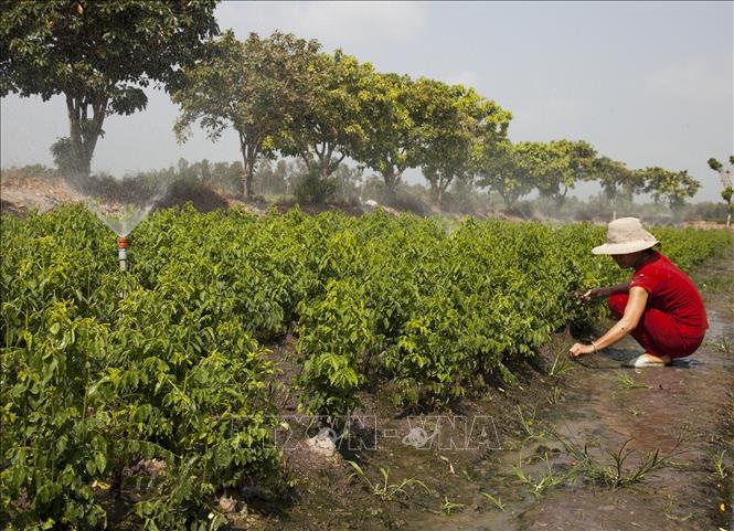 Trong ảnh: Người dân xã Thạnh Lộc chăm sóc rau sạch. Ảnh: Hồng Đạt - TTXVN