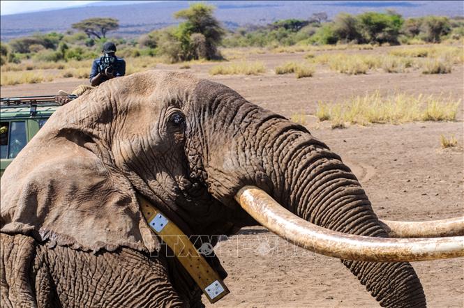 Trong ảnh: Voi Big Tim, một trong những con voi ngà dài cuối cùng của châu Phi, tại công viên quốc gia Amboseli ở Kenya, ngày 10/9/2016. Ảnh: AFP/ TTXVN