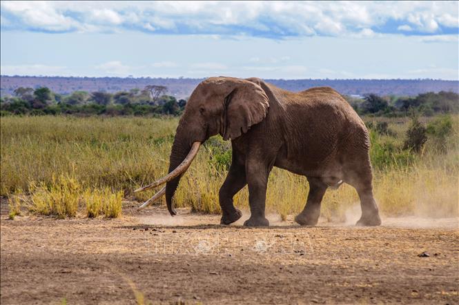 Trong ảnh: Voi Big Tim, một trong những con voi ngà dài cuối cùng của châu Phi, tại công viên quốc gia Amboseli ở Kenya, ngày 10/9/2016. Ảnh: AFP/ TTXVN