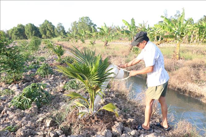 Trong ảnh: Người dân lo ngoài không đủ nước ngọt dự trữ để phục vụ chăn nuôi, sản xuất. Ảnh: Huỳnh Phúc Hậu - TTXVN