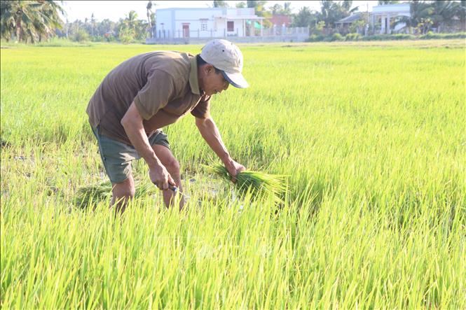 Trong ảnh: Người dân cắt lúa non cho gia súc ăn, vì hạn mặn làm cây lúa không phát triển. Ảnh: Huỳnh Phúc Hậu - TTXVN