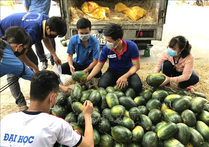 Trong ảnh: Sinh viên Trường Đại học Sư phạm Kỹ thuật Vĩnh Long hỗ trợ người dân bán dưa hấu. Ảnh: Lê Thúy Hằng - TTXVN
