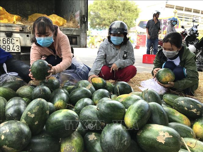 Trong ảnh: Sinh viên Trường Đại học Sư phạm Kỹ thuật Vĩnh Long hỗ trợ người dân bán dưa hấu. Ảnh: Lê Thúy Hằng-TTXVN