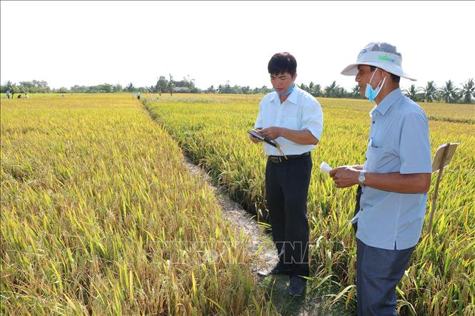 Bến Tre: Sản xuất khảo nghiệm các giống lúa chịu mặn - Ảnh thời sự ...