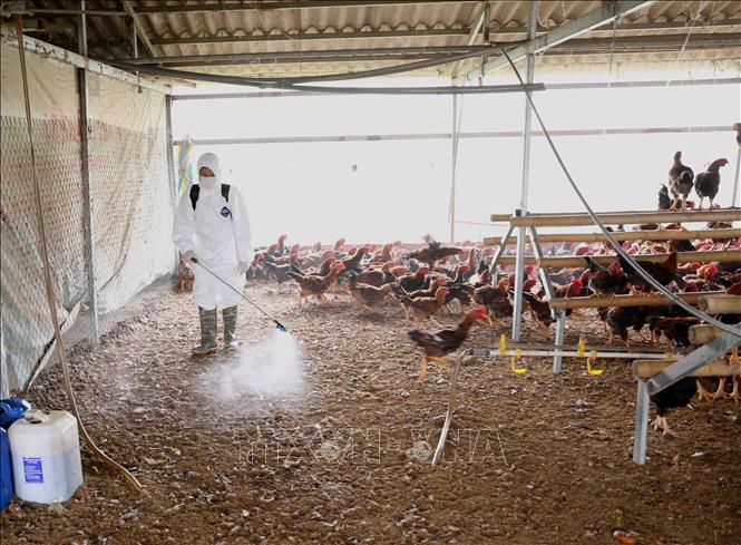 Trong ảnh: Nhân viên thú y phun thuốc tiêu độc, khử trùng cho đàn gà nuôi tại hộ nông dân Nguyễn Văn Duẩn, thôn 19/5, xã Cẩm Hòa, huyện Cẩm Giàng. Ảnh: Vũ Sinh - TTXVN