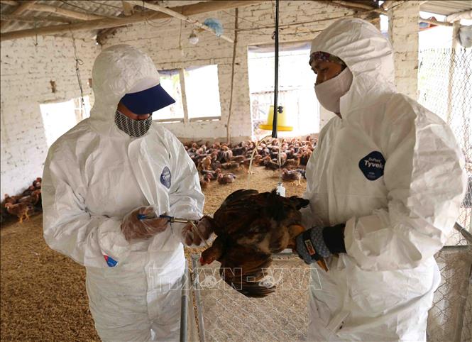 Trong ảnh: Nhân viên thú y tiêm vắc xin phòng bệnh cho đàn gà nuôi tại hộ nông dân Trần Văn Phong, thôn Phượng Hoàng, xã Cẩm Hoàng, huyện Cẩm Giàng. Ảnh: Vũ Sinh - TTXVN