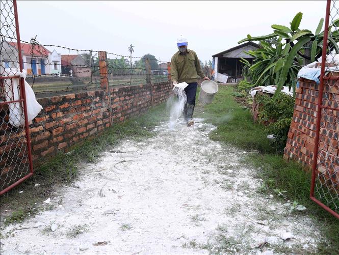 Trong ảnh: Ông Trần Văn Phong ở thôn Phượng Hoàng, xã Cẩm Hoàng, huyện Cẩm Giàng rắc vôi bột khử trùng tại khu vực chăn nuôi gia cầm của gia đình. Ảnh: Vũ Sinh - TTXVN