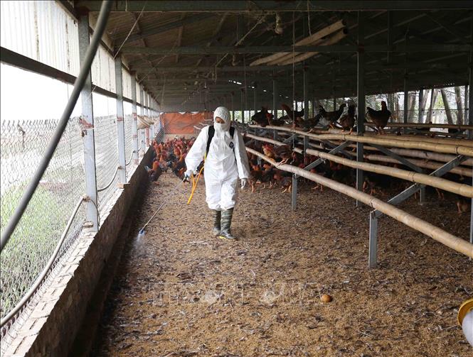 Trong ảnh: Nhân viên thú y phun thuốc tiêu độc, khử trùng cho đàn gà nuôi tại hộ nông dân Nguyễn Văn Duẩn, thôn 19/5, xã Cẩm Hòa, huyện Cẩm Giàng. Ảnh: Vũ Sinh - TTXVN