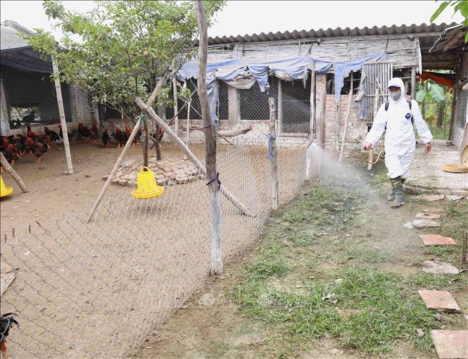 Trong ảnh: Nhân viên thú y phun thuốc tiêu độc, khử trùng khu vực chuồng trại chăn nuôi gà của hộ nông dân Trần Văn Phong, thôn Phượng Hoàng, xã Cẩm Hoàng, huyện Cẩm Giàng. Ảnh: Vũ Sinh - TTXVN