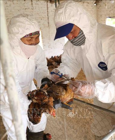 Trong ảnh: Nhân viên thú y tiêm vắc xin phòng bệnh cho đàn gà nuôi tại hộ nông dân Trần Văn Phong, thôn Phượng Hoàng, xã Cẩm Hoàng, huyện Cẩm Giàng. Ảnh: Vũ Sinh - TTXVN