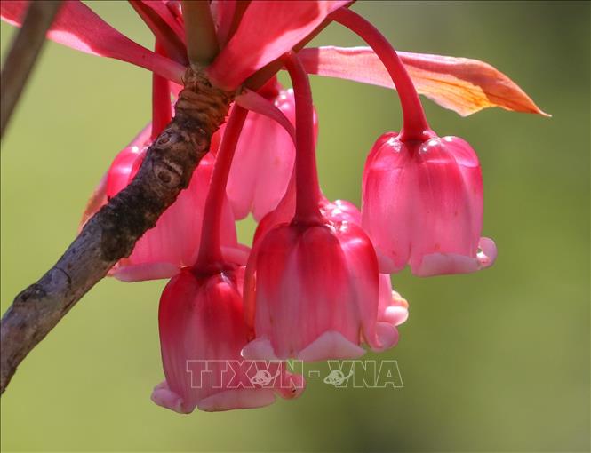 Hoa Linh Lan đẹp  Tổng hợp những hình ảnh hoa Linh Lan đẹp nhất