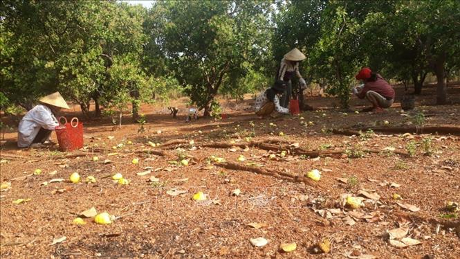 Trong ảnh: Người dân Bình Phước thu lượm trái điều rụng. Ảnh: K GỬIH -TTXVN