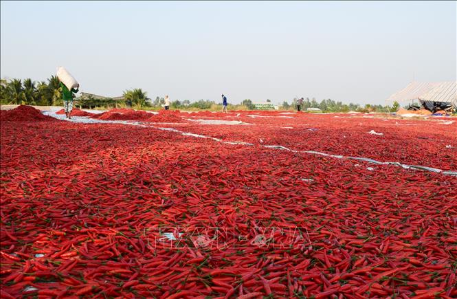Photo: Mr. Nguyen Phuoc Nho from southern Dong Nai province had to bring back over 30 tonnes of fresh chilly to sundry after the goods were not exported. VNA Photo: Chương Đài 
