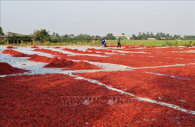 Photo: Mr. Nguyen Phuoc Nho from southern Dong Nai province had to bring back over 30 tonnes of fresh chilly to sundry after the goods were not exported. VNA Photo: Chương Đài 