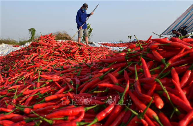 Photo: Mr. Nguyen Phuoc Nho from southern Dong Nai province had to bring back over 30 tonnes of fresh chilly to sundry after the goods were not exported. VNA Photo: Chương Đài 