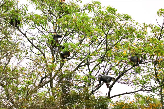 Trong ảnh: Voọc chà vá chân nâu sinh sống thành từng bầy trên các cây cao. Ảnh: Trần Lê Lâm - TTXVN