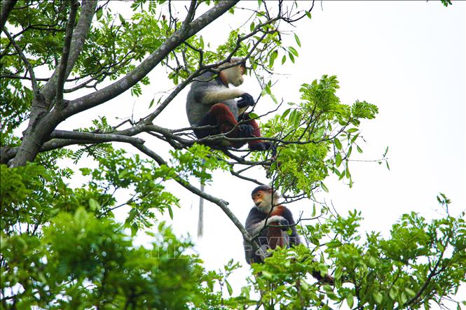 Trong ảnh: Voọc chà vá chân nâu sống thành từng bầy và kiếm ăn trên các cành cây cao. Ảnh: Trần Lê Lâm - TTXVN