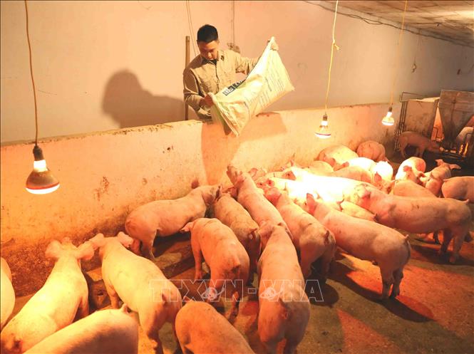 Trong ảnh: Trang trại Nguyễn Văn Quý, thị trấn Bích Động, huyện Việt Yên có quy mô trang trại nuôi được khoảng 3.200 con/năm (tương đương khoảng 350 tấn thịt lợn. Hiện tại, do lợn giống còn hạn chế trang trại mới chỉ thả nuôi đạt 30% so với quy mô của trang trại, giá thit lợn xuất chuồng của trại là  70.000đ/kg đúng theo giá bình ổn thị trường của ngành nông nghiệp khuyến cáo. Ảnh: Vũ Sinh - TTXVN