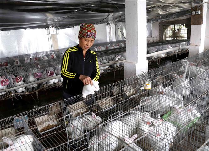 Trong ảnh: Mô hình chuyển đổi từ nuôi lợn sang nuôi thỏ thương phẩm của gia đình chị Nguyễn Thị Minh, thôn Thái Thọ, xã thái Sơn, huyện Hiệp Hòa từ tháng 6/2019, đến nay đã cho thu nhập 10 triệu đồng/3 tháng. Ảnh: Vũ Sinh TTXVN