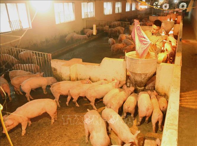 Trong ảnh: Trang trại Nguyễn Văn Quý, thị trấn Bích Động, huyện Việt Yên có quy mô trang trại nuôi được khoảng 3.200 con/năm (tương đương khoảng 350 tấn thịt lợn. Hiện tại, do lợn giống còn hạn chế trang trại mới chỉ thả nuôi đạt 30% so với quy mô của trang trại, giá thit lợn xuất chuồng của trại là  70.000đ/kg đúng theo giá bình ổn thị trường của ngành nông nghiệp khuyến cáo. Ảnh: Vũ Sinh - TTXVN