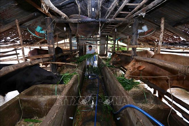 Trong ảnh: Mô hình nuôi bò thịt vỗ béo nhốt chuồng của hộ nông dân Nguyễn Chí Thành, huyện Hiệp Hòa mỗi năm cho thu nhập hơn 50 triệu đồng. Ảnh: Vũ Sinh - TTXVN