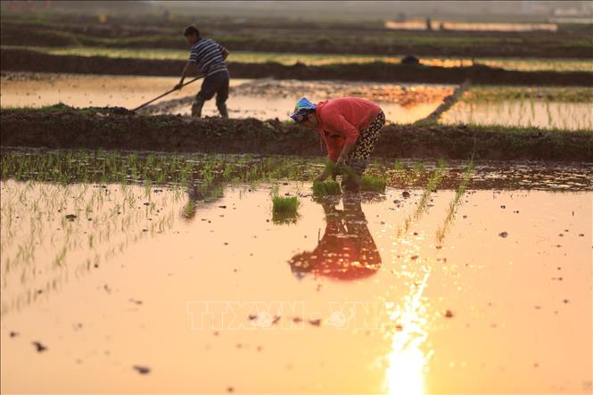 Trong ảnh: Nông dân huyện Tiên Lữ gieo cấy lúa vụ xuân. Ảnh: Minh Quyết – TTXVN