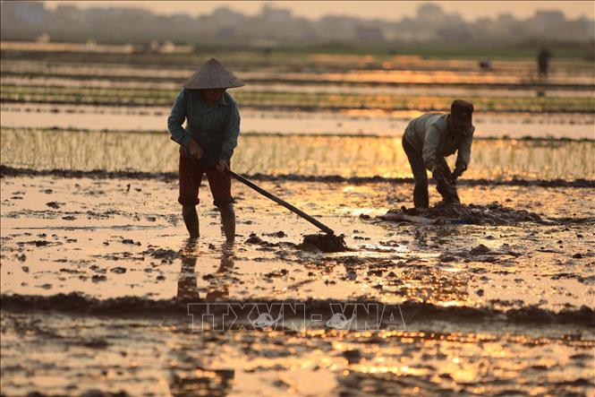 Trong ảnh: Nông dân huyện Tiên Lữ làm đất chuẩn bị gieo cấy lúa vụ xuân 2020. Ảnh: Minh Quyết – TTXVN