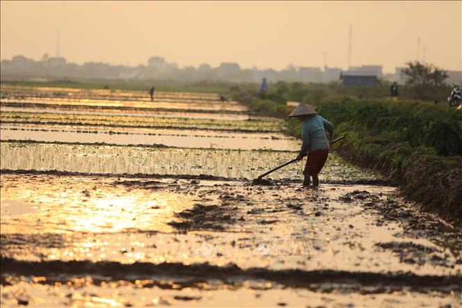 Trong ảnh: Nông dân huyện Tiên Lữ làm đất chuẩn bị gieo cấy lúa vụ xuân 2020. Ảnh: Phạm Kiên – TTXVN