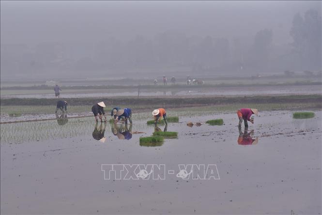 Trong ảnh: Nông dân huyện Tiên Lữ gieo cấy lúa vụ xuân 2020. Ảnh: Minh Quyết - TTXVN