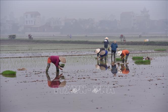 Trong ảnh: Nông dân huyện Tiên Lữ gieo cấy lúa vụ xuân 2020. Ảnh: Minh Quyết - TTXVN