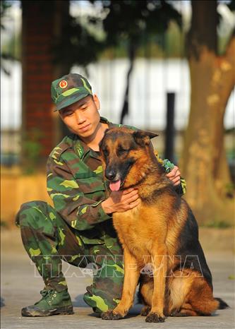 Trong ảnh: Trung úy Nguyễn Văn Vinh chăm sóc chó nghiệp vụ. Ảnh: Minh Đức - TTXVN