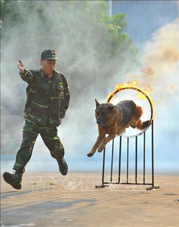 Trong ảnh: Trung úy Nguyễn Văn Vinh huấn luyện chó nghiệp vụ. Ảnh: Minh Đức - TTXVN