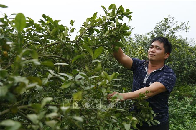Trong ảnh: Người dân phường Đội Cấn, thành phố Tuyên Quang chăm sóc cây chanh tứ thì. Ảnh: Nam Sương - TTXVN