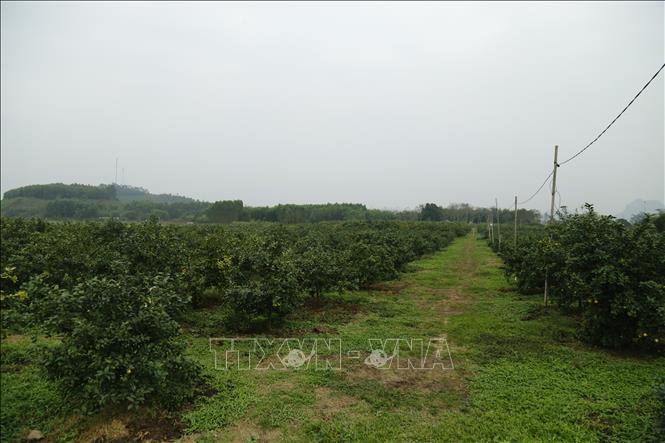Trong ảnh: Cánh đồng chanh tứ thì tại phường Đội Cấn, thành phố Tuyên Quang. Ảnh: Nam Sương - TTXVN