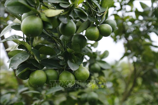 Trong ảnh: Chanh tứ thì một năm có thể thu hoạch 4 đến 5 vụ tùy điều kiện thời tiết. Ảnh: Nam Sương - TTXVN