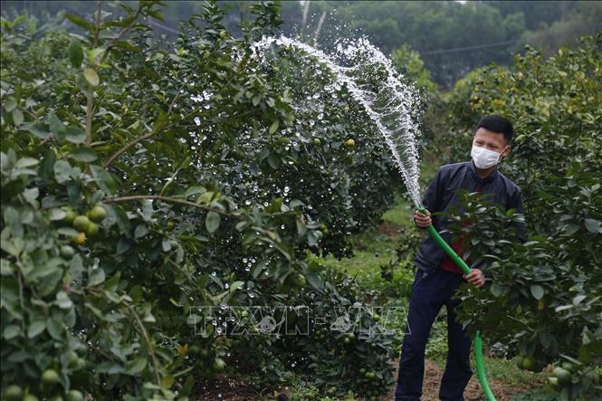 Trong ảnh: Chanh tứ thì một năm có thể thu hoạch 4 đến 5 vụ tùy điều kiện thời tiết. Ảnh: Nam Sương - TTXVN