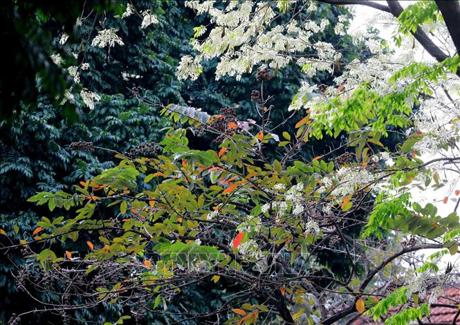 Trong ảnh: Sắc trắng của hoa sưa xen lẫn mùa cây thay lá. Ảnh: Nhật Anh - TTXVN