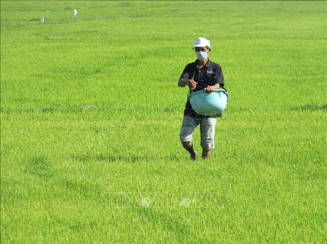 Trong ảnh: Đồng bào Chăm ở huyện Ninh Phước chăm sóc lúa. Ảnh: Nguyễn Thành - TTXVN