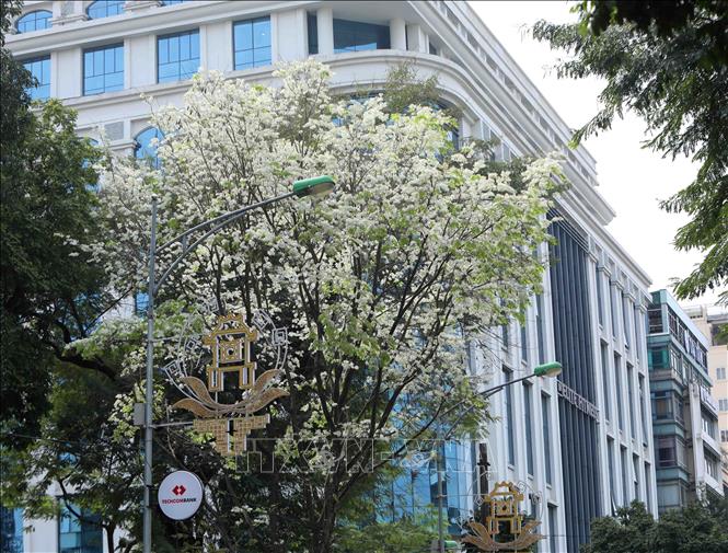Trong ảnh: Hoa sưa mang một vẻ đẹp riêng giữa nhộn nhịp của phố phường Hà Nội. Ảnh: Nhật Anh - TTXVN