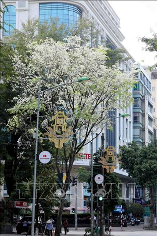 Trong ảnh: Hoa sưa mang một nét đẹp rất riêng giữa nhộn nhịp, ồn ào của phố phường. Ảnh: Nhật Anh - TTXVN