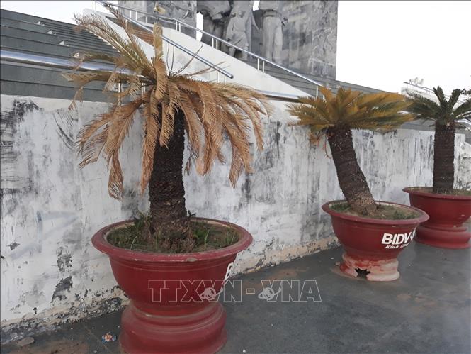 Trong ảnh: Các chậu cây xanh trang trí khu vực tượng đài 16/4 không được chăm sóc bị khô héo, chất dần. Ảnh: Nguyễn Thành - TTXVN