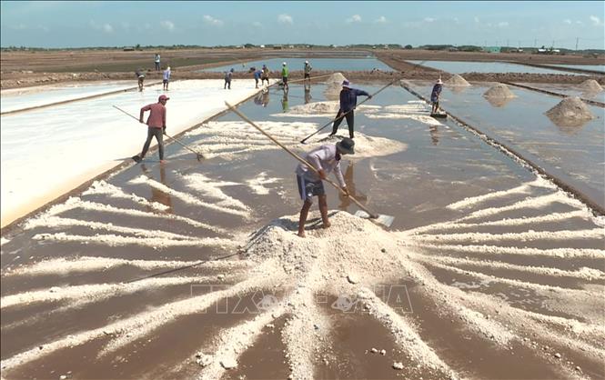 Trong ảnh: Diêm dân Vĩnh Châu (tỉnh Sóc Trăng) thu hoạch muối. Ảnh: Chanh Đa - TTXVN
