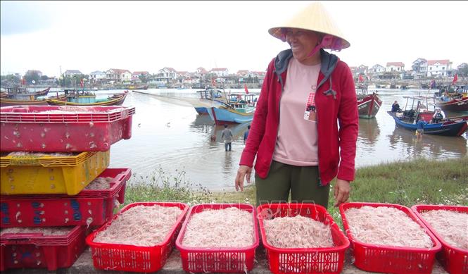 Trong ảnh: Ngư dân Quảng Bình được mùa ruốc biển. Ảnh: Đức Thọ - TTXVN          