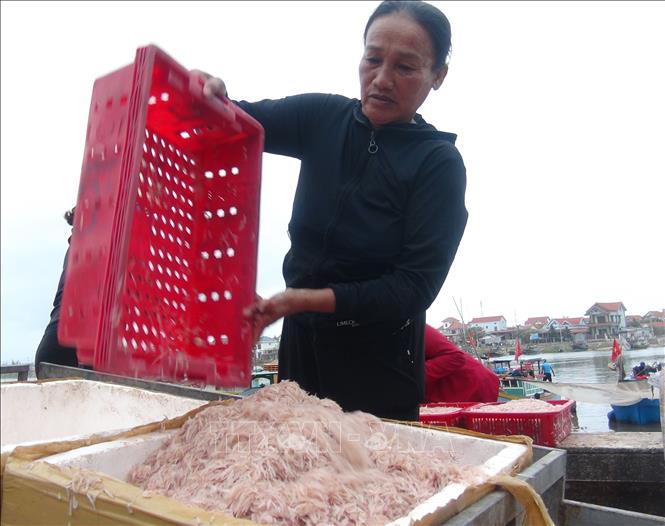 Trong ảnh: Ngư dân Quảng Bình được mùa ruốc biển. Ảnh: Đức Thọ - TTXVN 