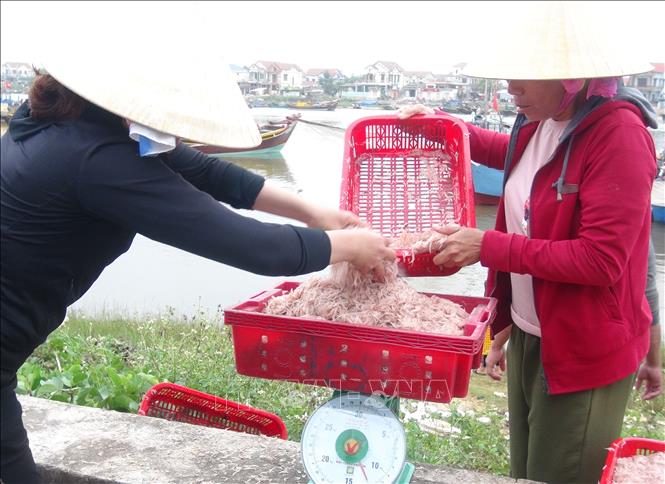 Trong ảnh: Ngư dân Quảng Bình được mùa ruốc biển. Ảnh: Đức Thọ - TTXVN