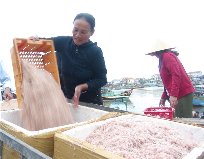 Trong ảnh: Ngư dân Quảng Bình được mùa ruốc biển. Ảnh: Đức Thọ - TTXVN