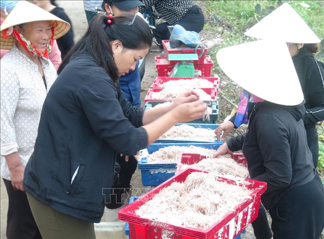 Trong ảnh: Ngư dân Quảng Bình được mùa ruốc biển. Ảnh: Đức Thọ - TTXVN