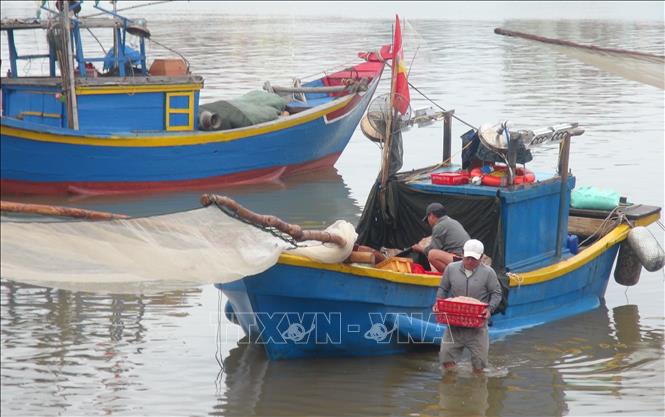 Trong ảnh: Chuyển ruốc biển lên bờ bán cho thương lái. Ảnh: Đức Thọ - TTXVN